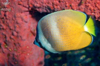Sunburst butterflyfish