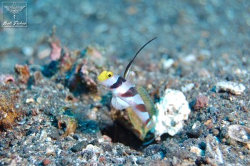 Filament finned prawn goby