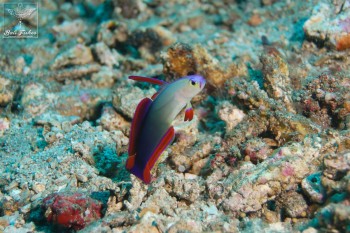 Purple firefish goby