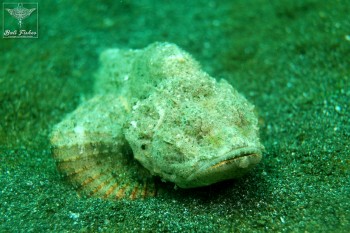 Humpbacked scorpionfish