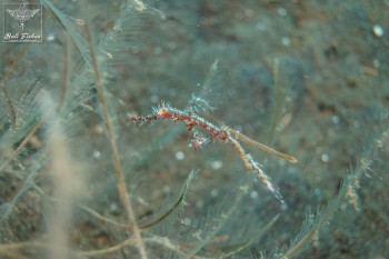 Ornate ghost pipefish with Ocellated tozeuma shrimp
