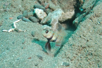 Black chest shrimp goby
