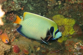 Emperor angelfish (Indian Ocean Version) with Pacific cleaner shrimp