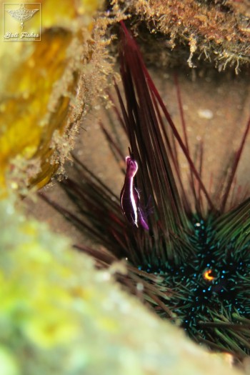 Whitestripe urchin shrimp