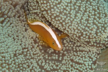 Orange anemonefish