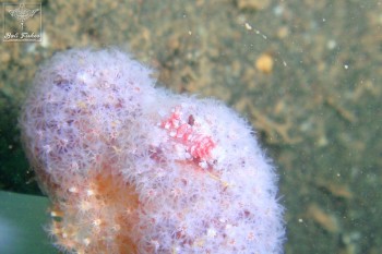 Horned sea pen shrimp