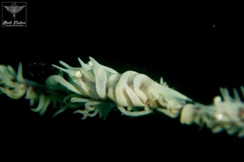 Dasycaris zanzibarica (Wire coral shrimp)