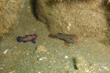 Picturesque dragonet with Mandarinfish