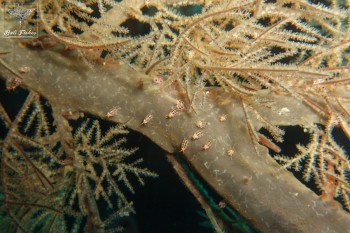 Ladybug amphipods