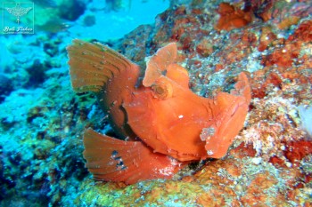 Paddle flap scorpionfish