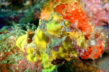 Warty frogfish with Painted frogfish