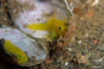 Yellow pygmy goby