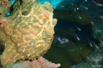 Giant frogfish with Red stingray