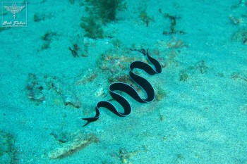 Ribbon eel (yg)
