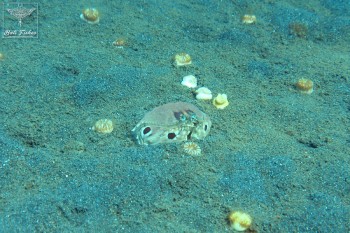 Spotted box crab