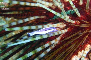 Purple urchin shrimp
