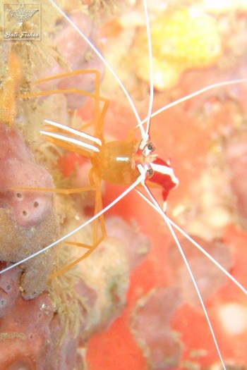 Pacific cleaner shrimp or Skunk shrimp