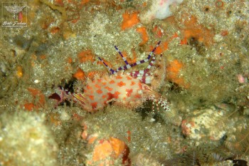 Saron shrimp