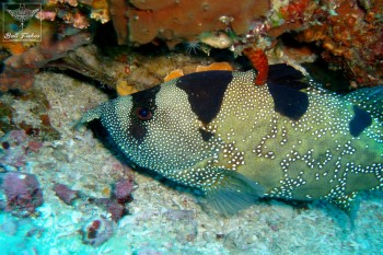 Leaflip soapfish