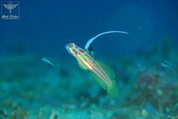 Yasha white ray shrimp goby