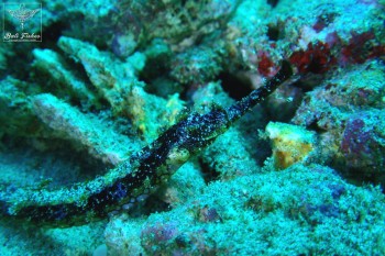 Winged pipefish