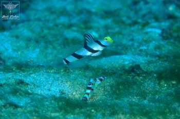 Yellow nose shrimp goby
