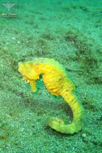Half-spined seahorse