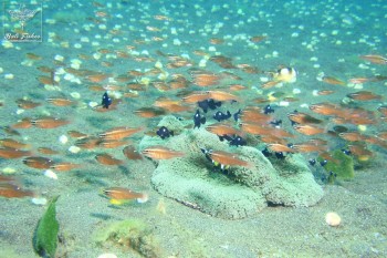 Moluccan cardinalfish with Threespot dascyllus
