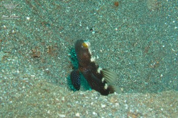 Black shrimp goby