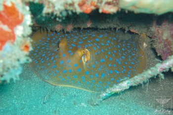 Blue spotted ribbontail stingray