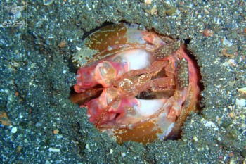 Lisa's mantis shrimp