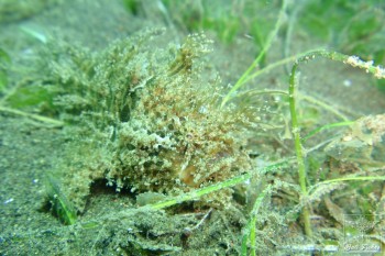 Striped or hairy frogfish