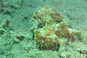 Striped frogfish