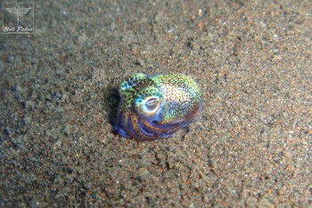 Berry's bobtail squid