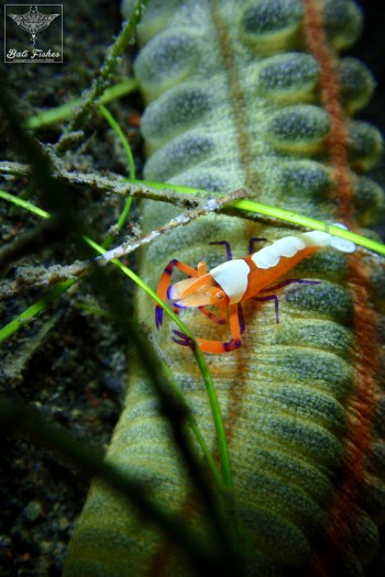 Emperor shrimp