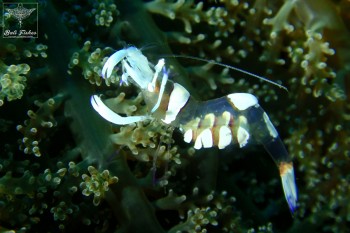Magnificent anemone shrimp