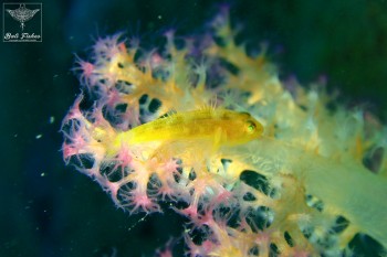 Common ghost goby