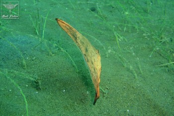 Orbicular batfish (yg)