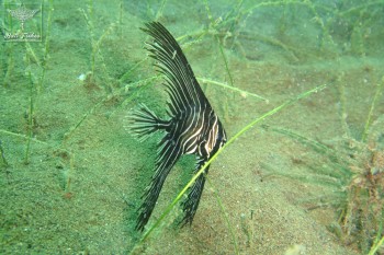 Zebra batfish (yg)