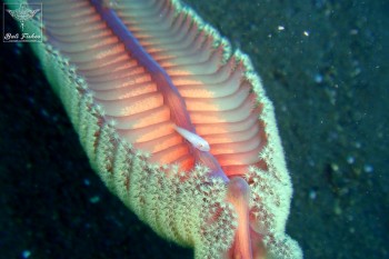 Eyebar coral goby