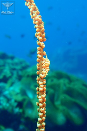 Pontonides sp ** (Wire coral shrimp)