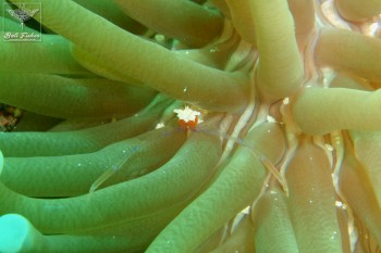Korore anemone shrimp