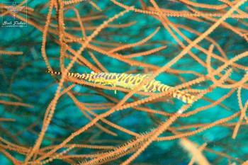 Banded tozeuma shrimp (Gorgonian shrimp)