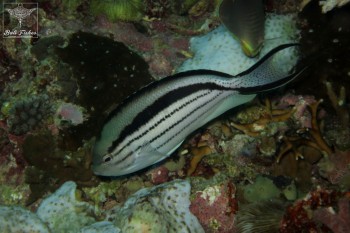 Lamarck's angelfish